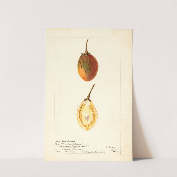 Solanum betaceum by Bertha Heiges