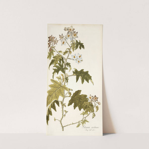 Solanum carolinense by Nikolaus Joseph Freiherr von Jacquin