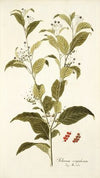 Solanum corymbosum