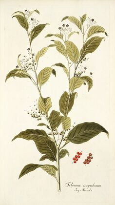 Solanum corymbosum