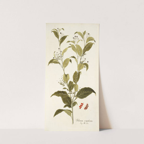 Solanum corymbosum by Nikolaus Joseph Freiherr von Jacquin