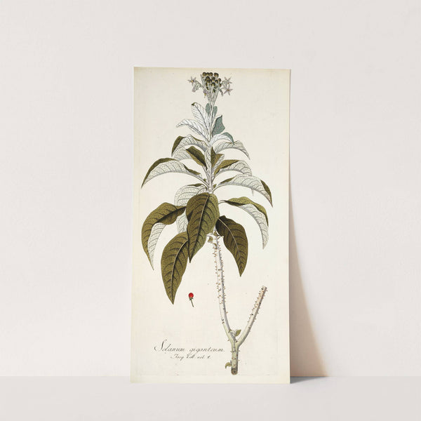 Solanum giganteum by Nikolaus Joseph Freiherr von Jacquin