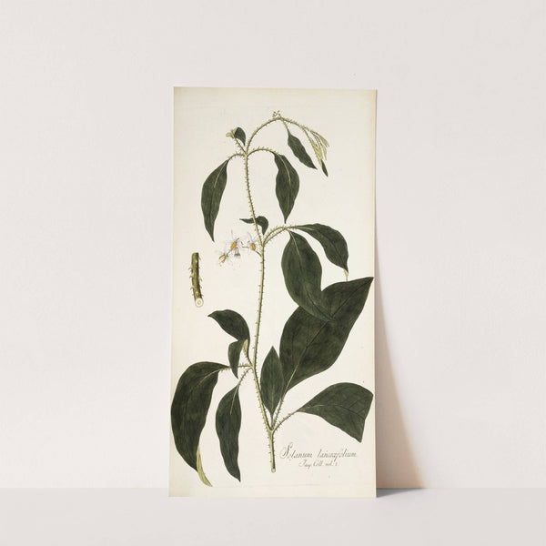 Solanum lanceaefolium by Nikolaus Joseph Freiherr von Jacquin