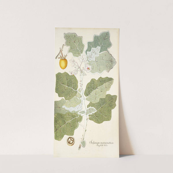 Solanum marginatum by Nikolaus Joseph Freiherr von Jacquin