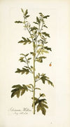 Solanum milleri