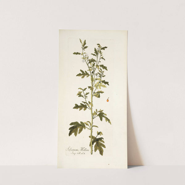 Solanum milleri by Nikolaus Joseph Freiherr von Jacquin