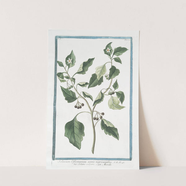 Solanum Officinarum acinis nigricantibus - Solatro volgare - Morelle by Giorgio Bonelli