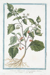 Solanum Officinarum, acinis puniceis – Solatro – Morelle