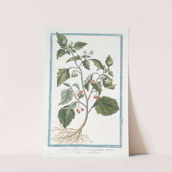 Solanum Officinarum, acinis puniceis - Solatro - Morelle by Giorgio Bonelli