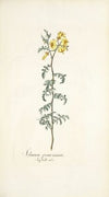 Solanum peruvianum