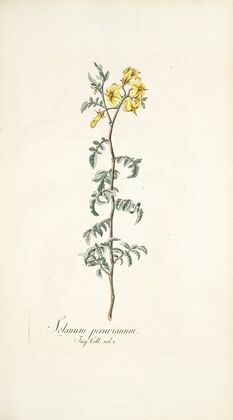 Solanum peruvianum