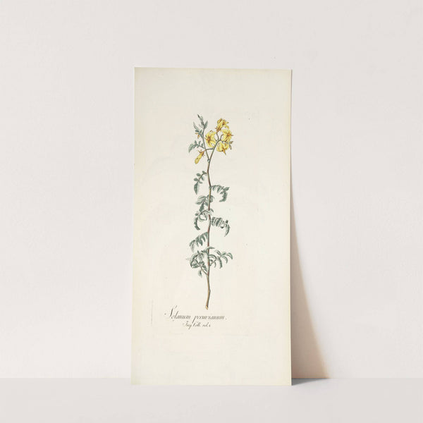 Solanum peruvianum (1781-1793) by Nikolaus Joseph Freiherr von Jacquin