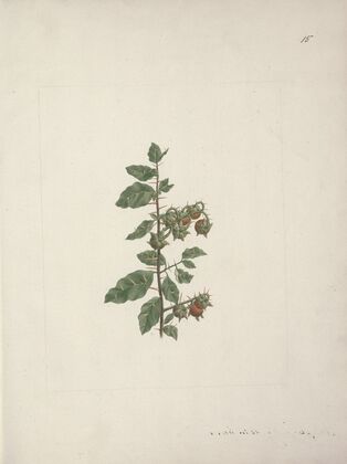 Solanum piperiferum A. Rich. (Nightshade)