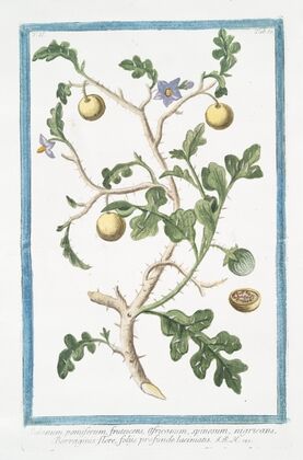Solanum pomiferum, frutescens, africanum, spinosum, nigricans, Borraganis flore, foliis profunde laciniatis