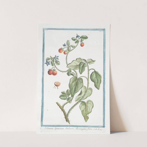 Solanum Spinosum, Indicum, Borraginis flore by Giorgio Bonelli