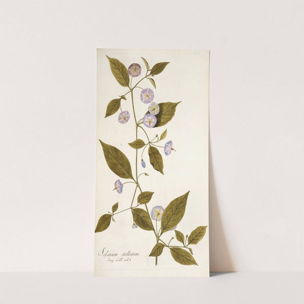 Solanum stellatum (1781-1793) by Nikolaus Joseph Freiherr von Jacquin
