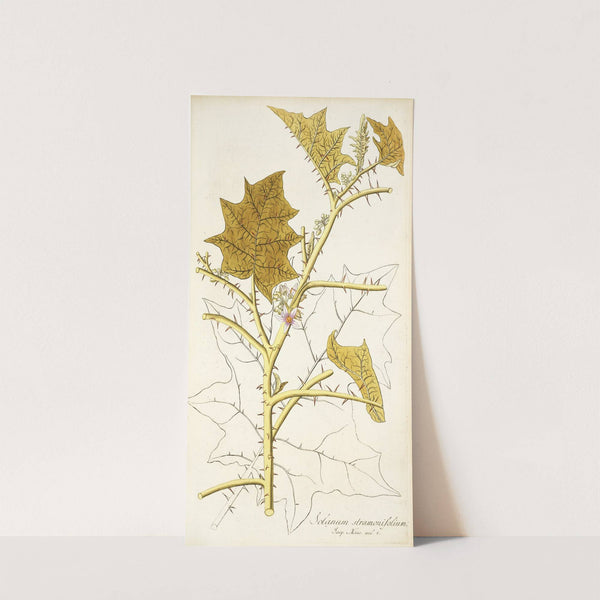Solanum stramonifolium (1781-1793) by Nikolaus Joseph Freiherr von Jacquin