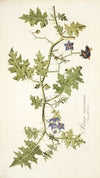 Solanum virginianum