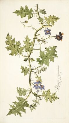 Solanum virginianum