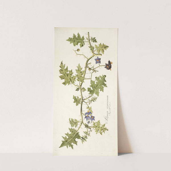 Solanum virginianum (1781-1793) by Nikolaus Joseph Freiherr von Jacquin