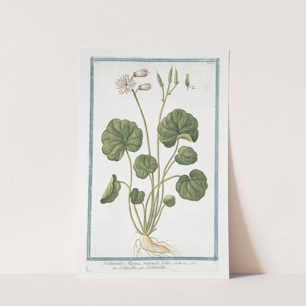 Soldanella Alpina, rotundo folio - Soldanella - Soldaneille. (Alpine Snow Bells) by Giorgio Bonelli