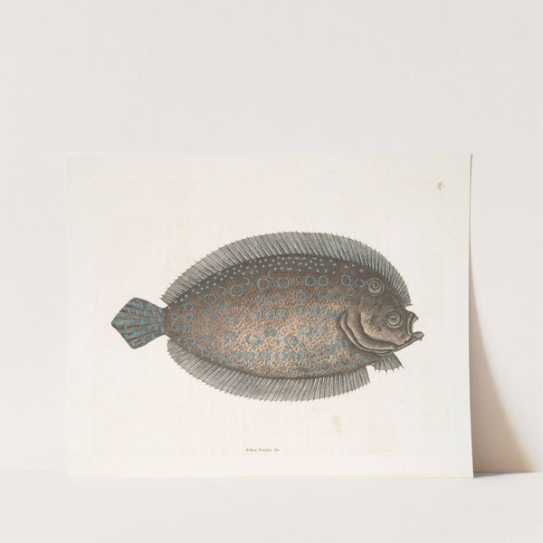 Solea lunata &c., The Sole. by Mark Catesby