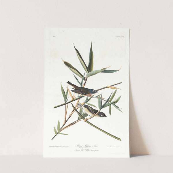 Solitary flycatcher or vireo by John James Audubon