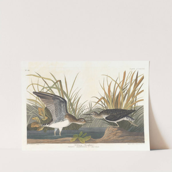 Solitary sandpiper by John James Audubon