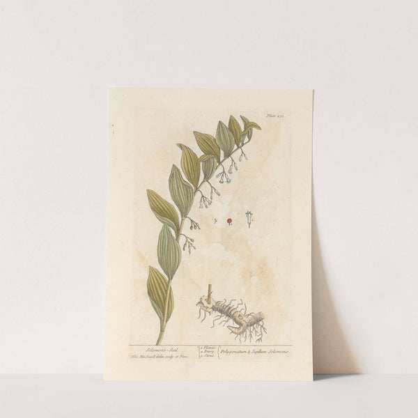 Solomon's-seal by Elizabeth Blackwell