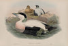 Somateria molissima (1862-1873)