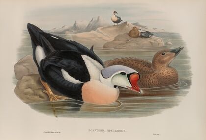 Somateria spectabilis. King Duck (1862-1873)