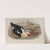 Somateria spectabilis. King Duck (1862-1873) by John Gould