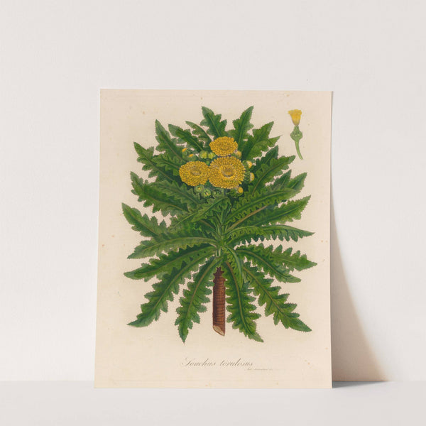 Sonchus torulosus (1818-1824) by Gaetano Savi