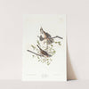 Song sparrow by John James Audubon