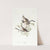 Song sparrow by John James Audubon