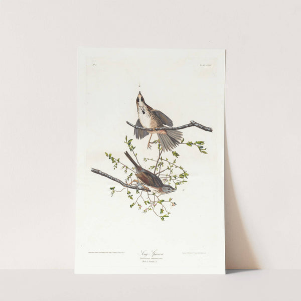 Song sparrow by John James Audubon