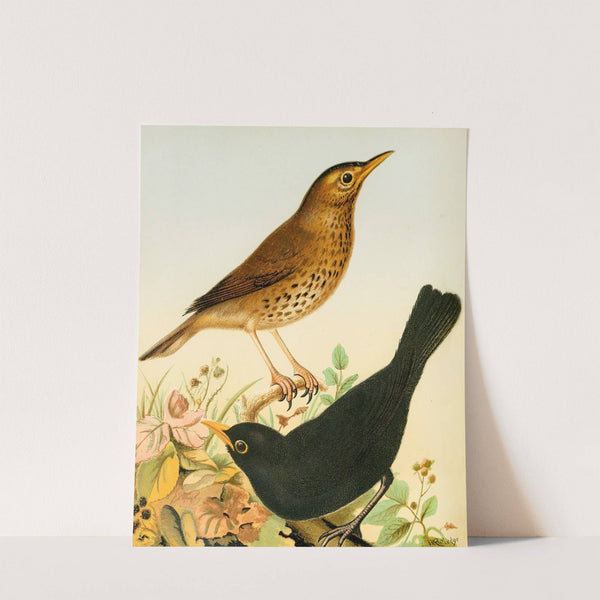 Song Thrush And Blackbird by W. A . Blakston