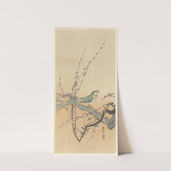 Songbird and plum blossom by Ohara Koson