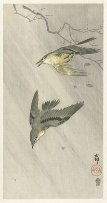 Songbirds in rain