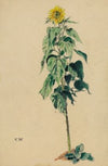 Sonnenblume
