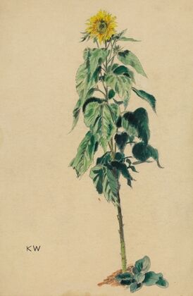 Sonnenblume