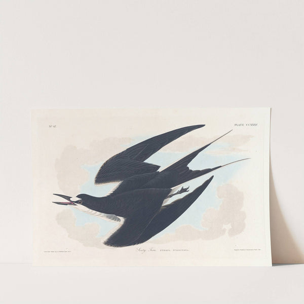 Sooty tern by John James Audubon