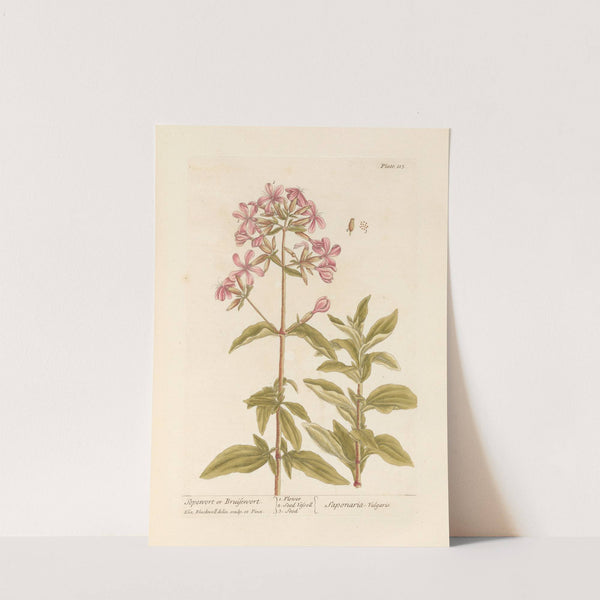 Sopewort or bruisewort by Elizabeth Blackwell