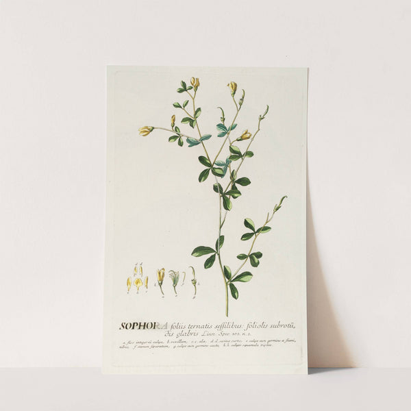 Sophora II by Georg Dionysius Ehret