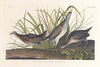 Sora or rail