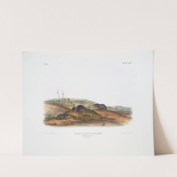 Sorex Carolinensis, Carolina Shrew. Males & female. Natural size. (1845-1848) by John Woodhouse Audubon