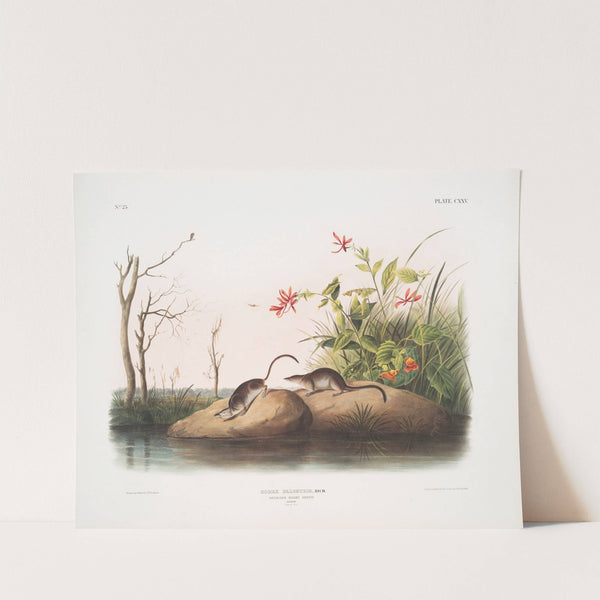 Sorex palustris, American Marsh Shrew. Males. Natural size. (1845-1848) by John Woodhouse Audubon