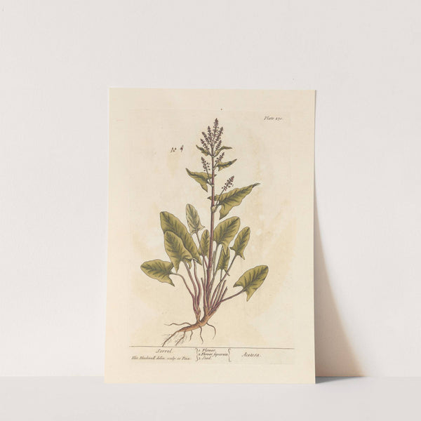 Sorrel by Elizabeth Blackwell