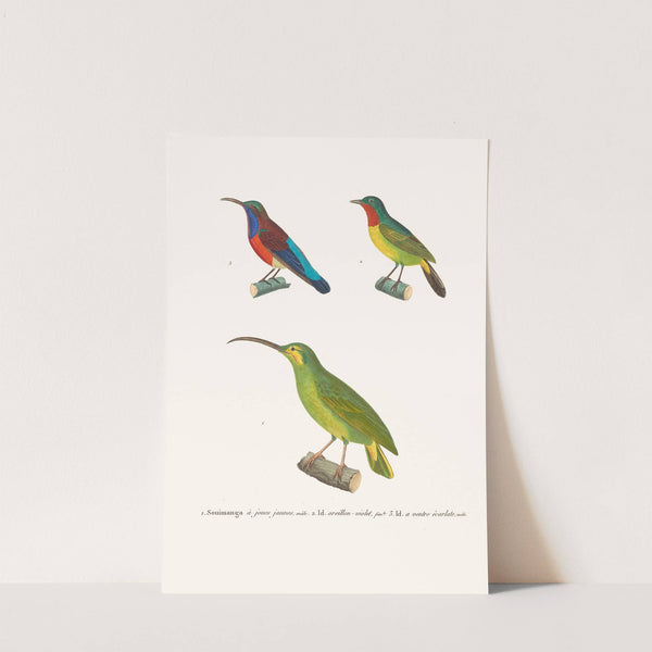 Souimanga A Joues Jaunes by Coenraad Jacob Temminck