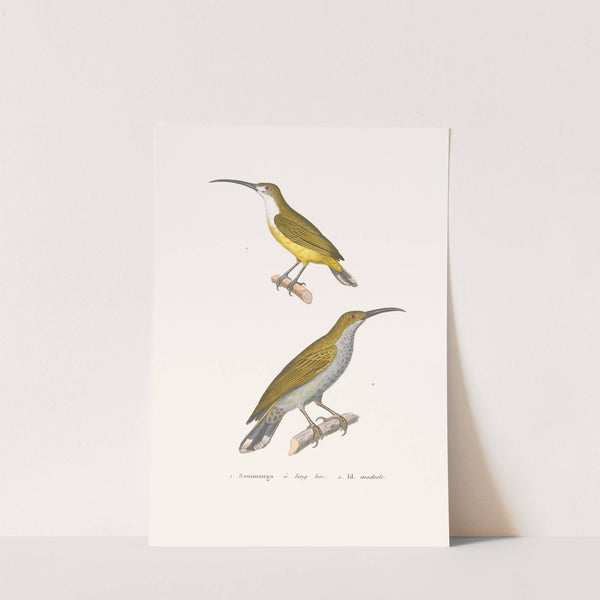 Souimanga A Longbec. by Coenraad Jacob Temminck